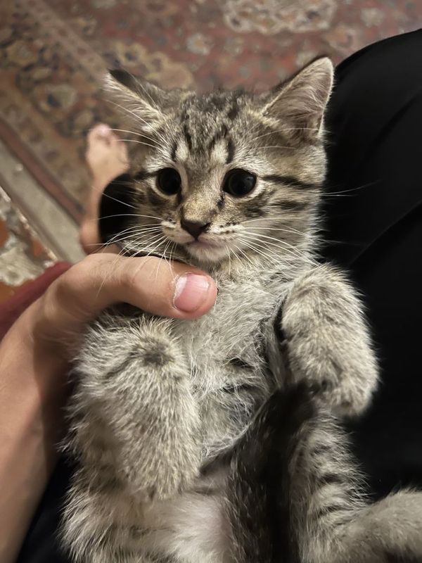 Красивая кошка ищет новый дом