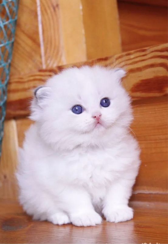 Чистокровные Котята Рэгдолл