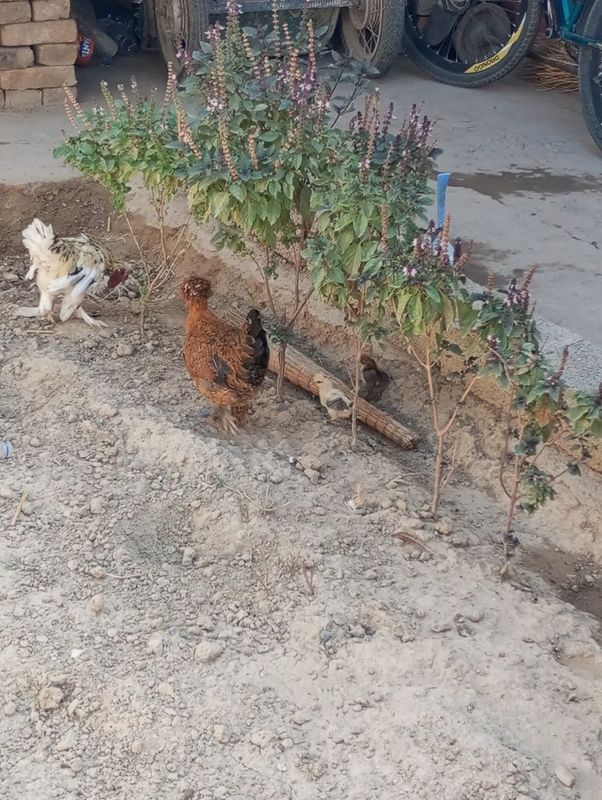 Yaponxoʻroz tovuq bollari bilan Yaponxoʻroz tovuq bollari bilan