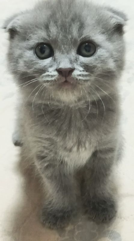 Котенок сотилажи
