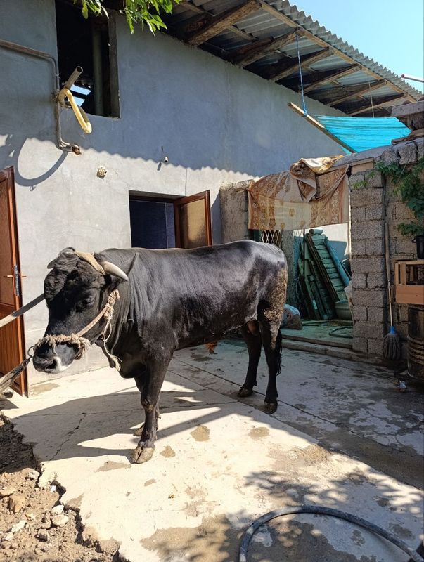 Jaydari buqa sotiladi Mol