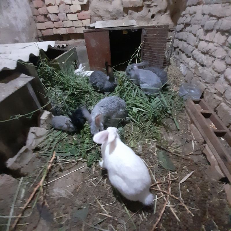 Поменяю кролей на одного взрослого барана или на 2 маленьких