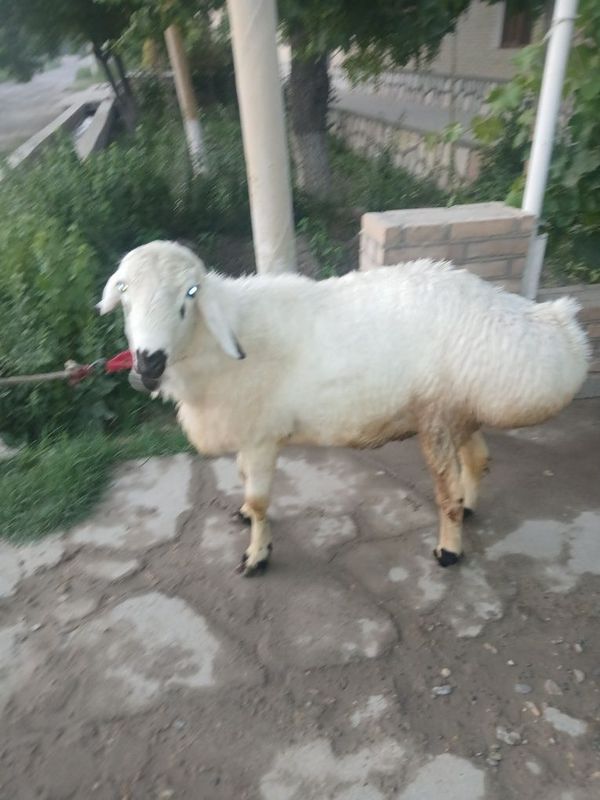 Кучкор дурага Сотилади Кучкор дурага Сотилади