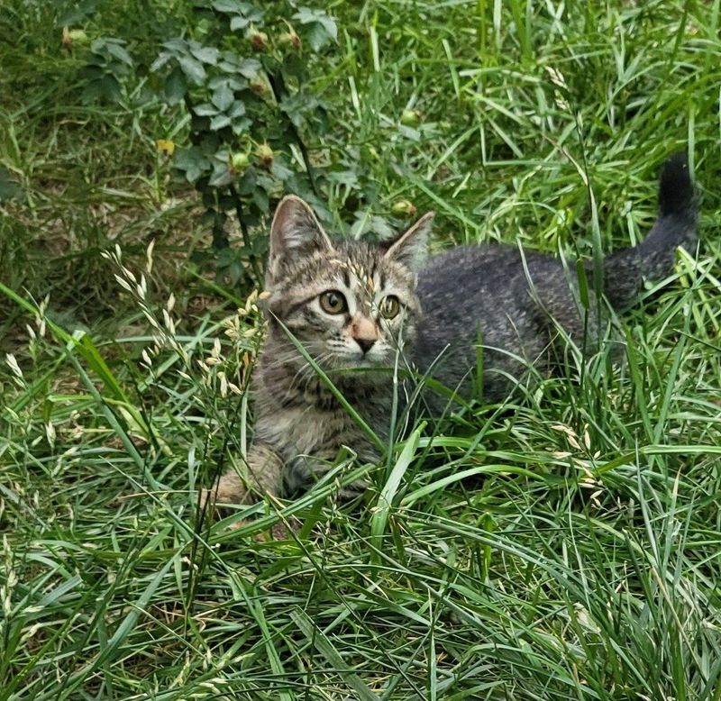 Котёнок девочка 3 месяца Котёнок девочка 3 месяца