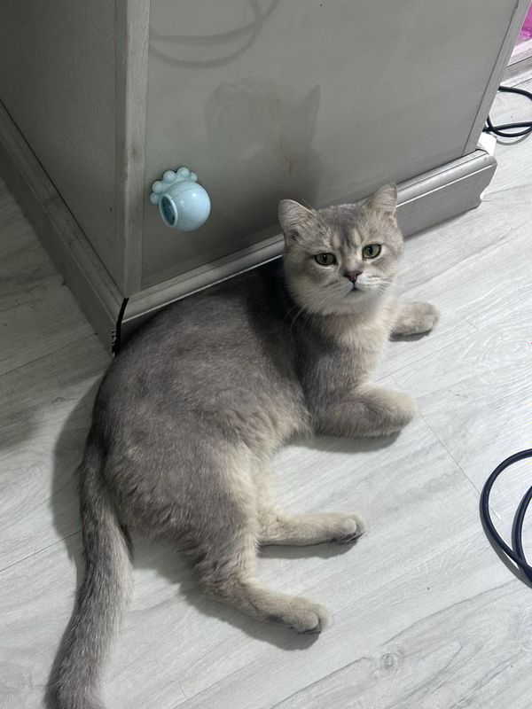 Голубая шиншилла на вязку
