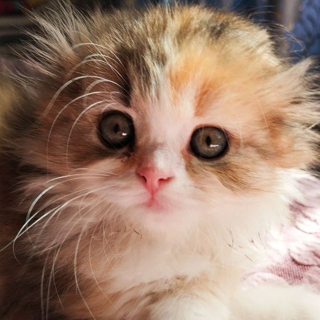 Пушистая котёнка/кошки/кота Скоттиш-фолд хайленд — девочка кошка Пушистая котёнка/кошки/кота Скоттиш-фолд хайленд — девочка кошка