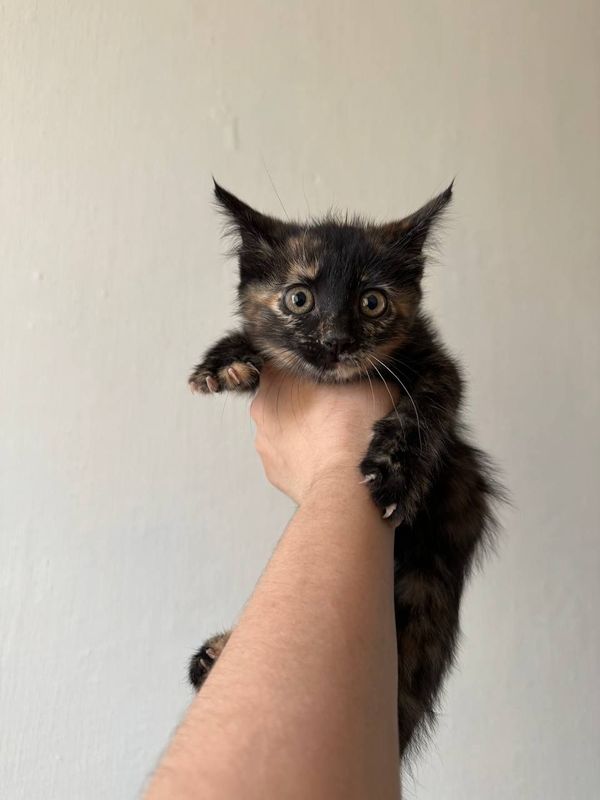Котята 3 месячные,3 мальчика и 1 девочка Котята 3 месячные,3 мальчика и 1 девочка