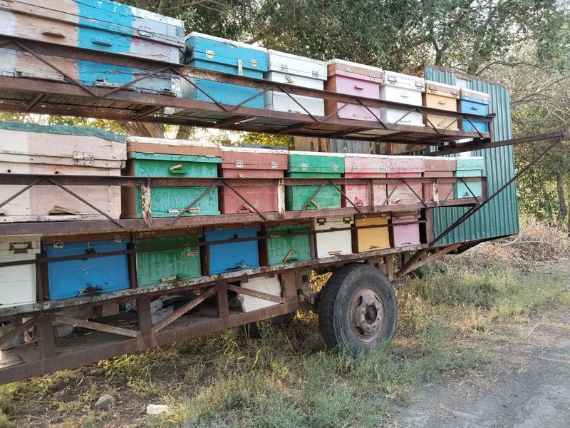 Асалари оиласи сотилади Асалари оиласи сотилади