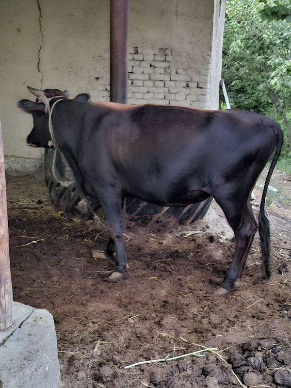 xukiz sotiladi narxi 25 mln
