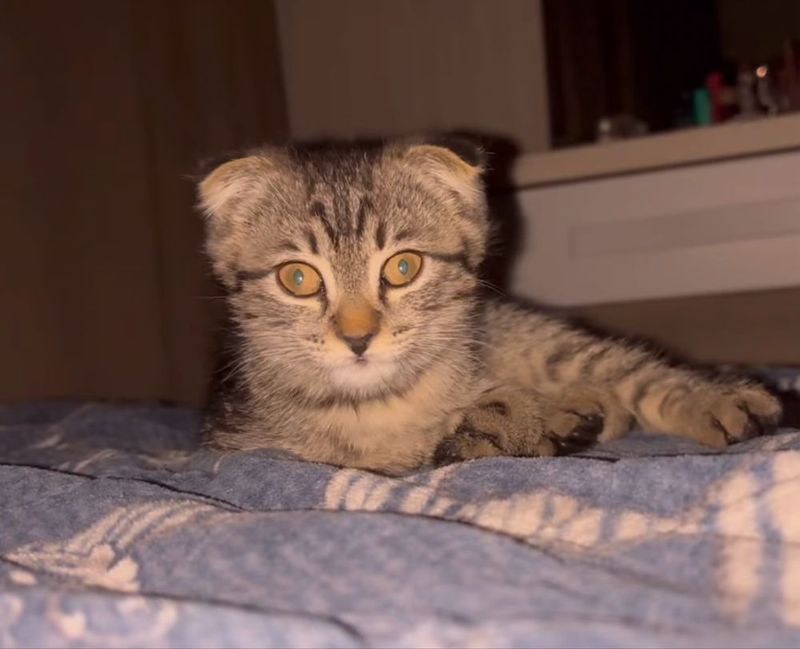 Продам котенка скотиш фолд Продам котенка скотиш фолд