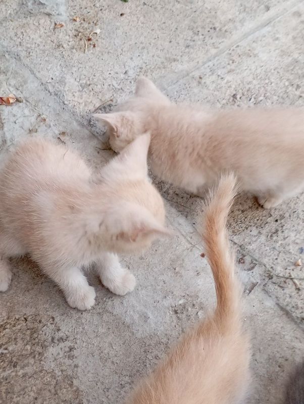 Котята британской породы Котята британской породы