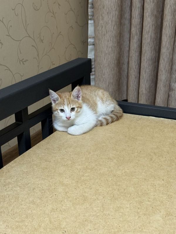 Рыжий котёнок 2х месячный(лоток знает Рыжий котёнок 2х месячный(лоток знает