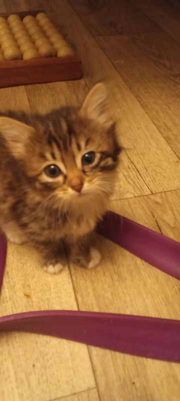 Отдаем милых котят бесплатно в добрые руки Отдаем милых котят бесплатно в добрые руки