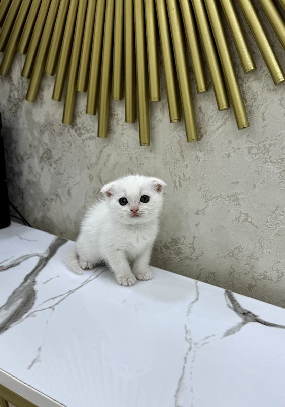 Скотиш фолд мальчик