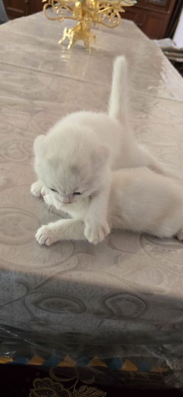 Scottish Fold strayt Scottish Fold strayt