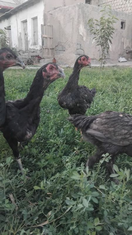 Tovuqlar sotiladi Tovuqlar sotiladi