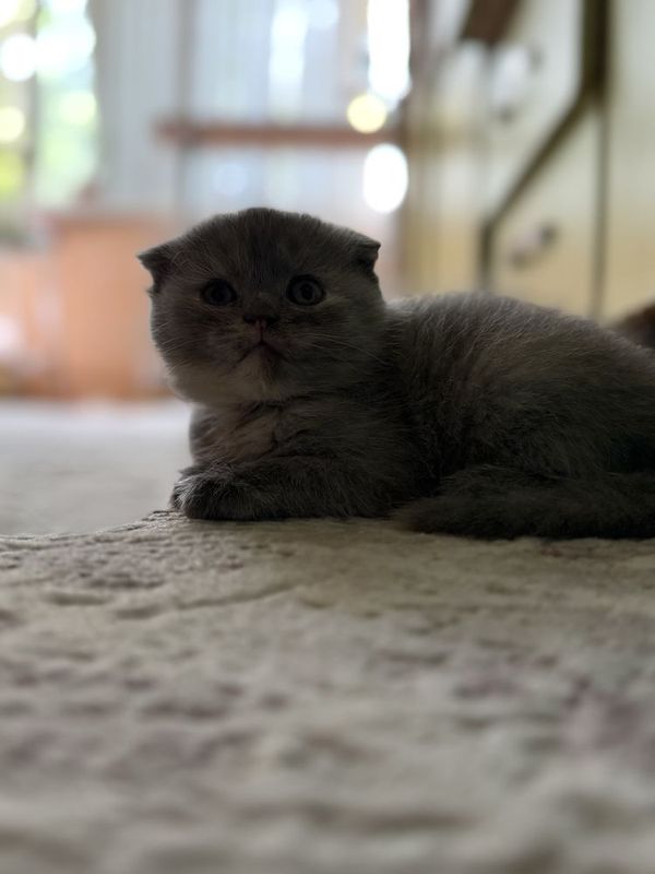 Котята шиншиллы Что за порода серебристая шиншилла?