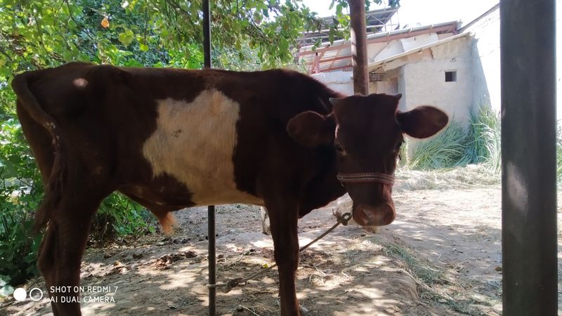 Mol sotiladi mol sotiladi