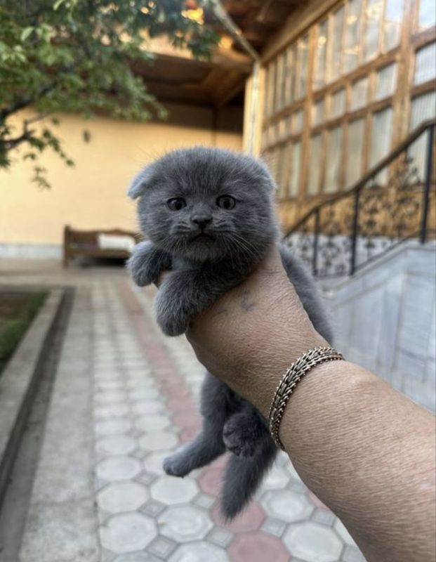Scottish fold Скоттиш фолд котенок