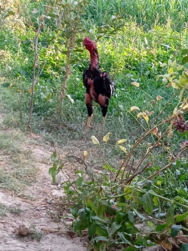Kulongi huroz sotiladi zoti qoni toza Kulongi huroz sotiladi zoti qoni toza