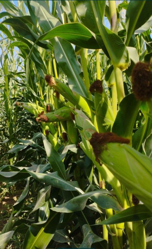 Makkajo'xori silos bor yaqinda o'riladi