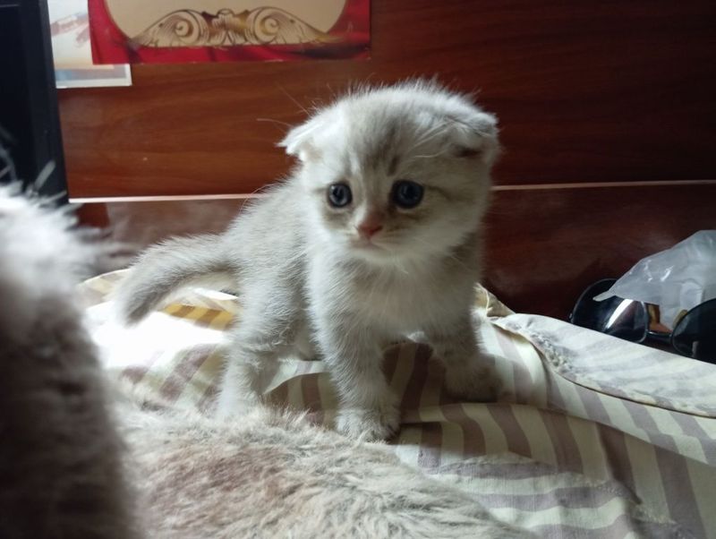 Шотландский вислоухий лолового цвета Шотландский вислоухий лолового цвета