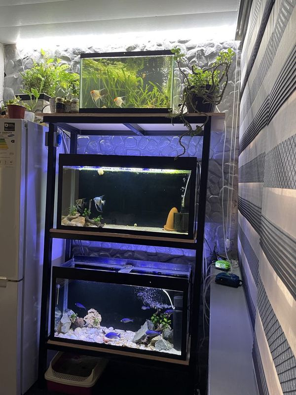 Akvariumlar sotiladi 3dona 1ta 100 2ta 130 litr barcha aksessuarlari b Akvariumlar sotiladi 3dona 1ta 100 2ta 130 litr barcha aksessuarlari b