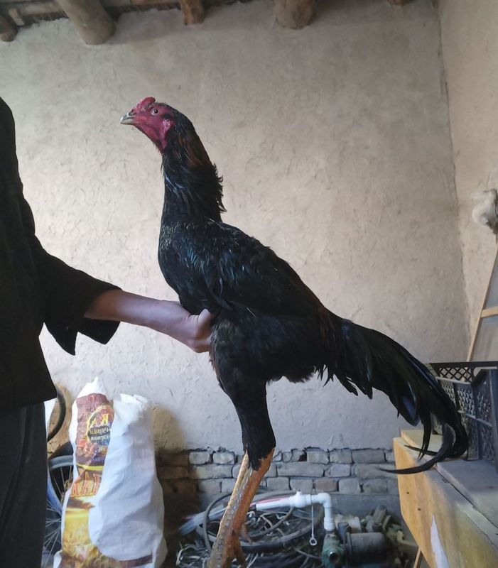 Dakan jo‘ja sotiladi Dakan jo‘ja sotiladi