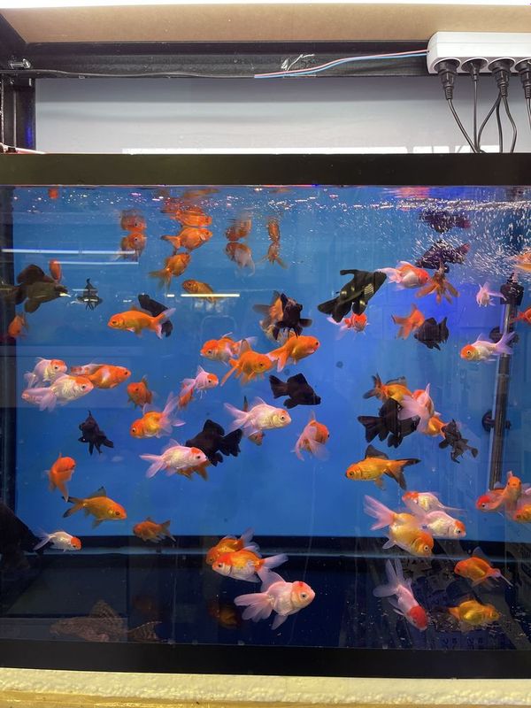 Akvarium baligʻi dokoni Mirobod Akvarium baligʻi dokoni Mirobod