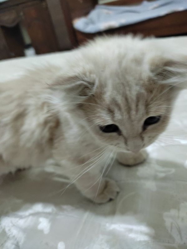 200$ котёнок мальчик 200$ котёнок мальчик