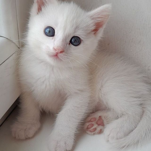 Турецкий Ангора кот Турецкий Ангора кот