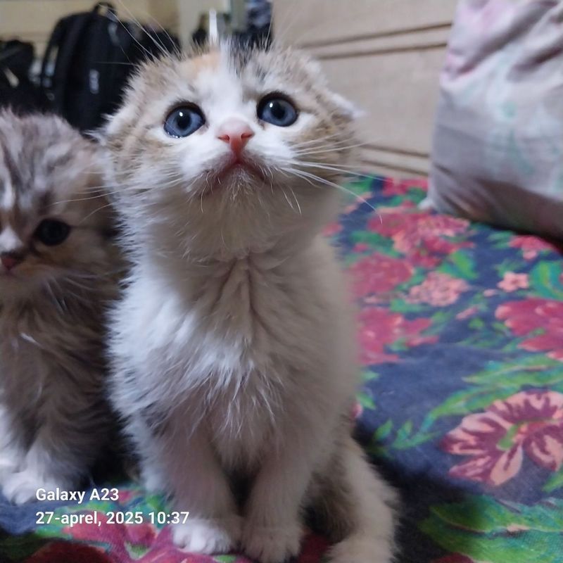 Scottish fold zotli mushuk va mushukcha sotiladi Scottish fold zotli mushuk va mushukcha sotiladi