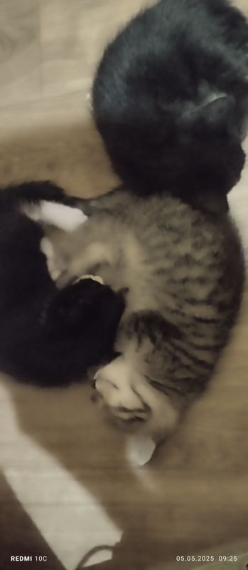 Котята 1 месяц 3 шт Котята 1 месяц 3 шт