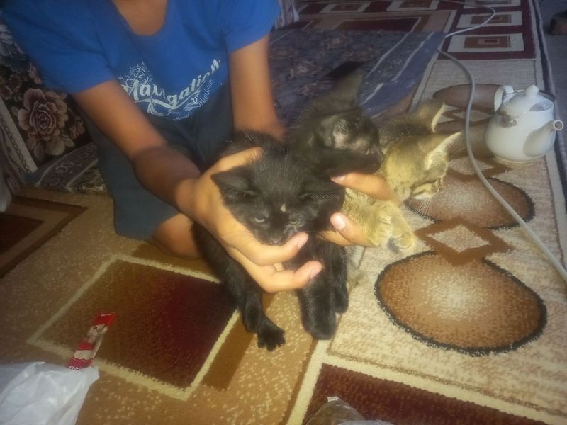Отдам 3 котёнка в хорошие руки