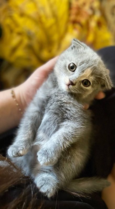 Продаётся котёнок скоттиш фолд Продаётся котёнок скоттиш фолд