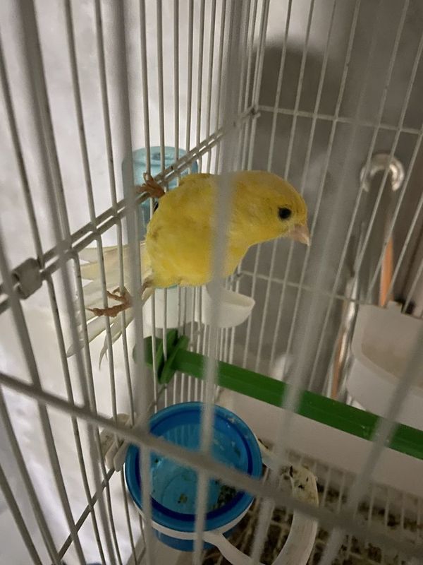 Kanareka sotiladi Kanareka sotiladi