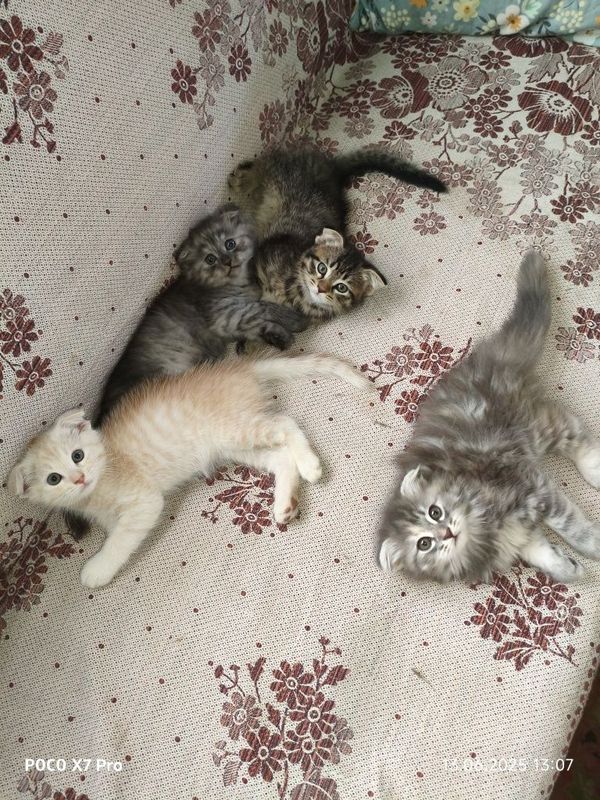 Продаются 2х месячные котятки, породы скоттиш-фолд Продаются 2х месячные котятки, породы скоттиш-фолд