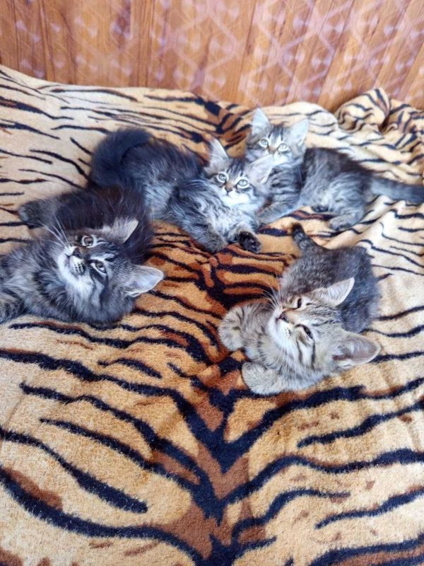 Ищем добрых хозяев, для четырех котят!