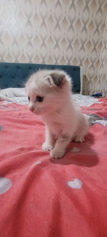 Mushuklar otasi skoch fold onasi snejniy bengaliskiy Mushuklar otasi skoch fold onasi snejniy bengaliskiy