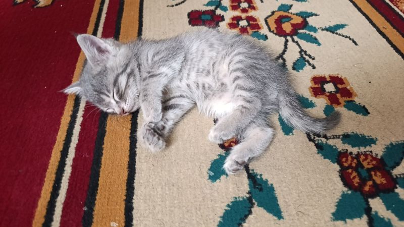 Mushukcha tekinga beriladi,juda aqlli Mushukcha tekinga beriladi,juda aqlli