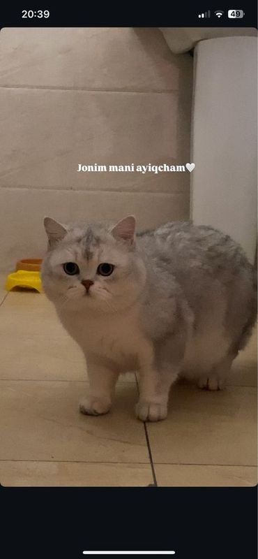 Вязка Британский Шиншилла Вязка Британский Шиншилла