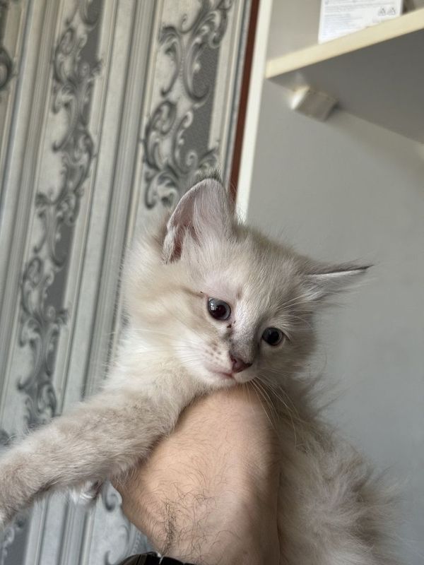 Турк ангорки котики mushukchalar turk angora