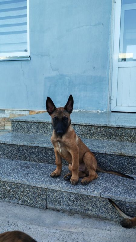 Малинуа Бельгийский овчарка