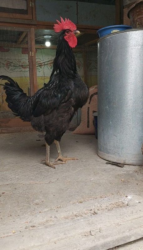 Qorashaxzoda tovug'i tuxumlari sotuvda Qorashaxzoda tovug'i tuxumlari sotuvda