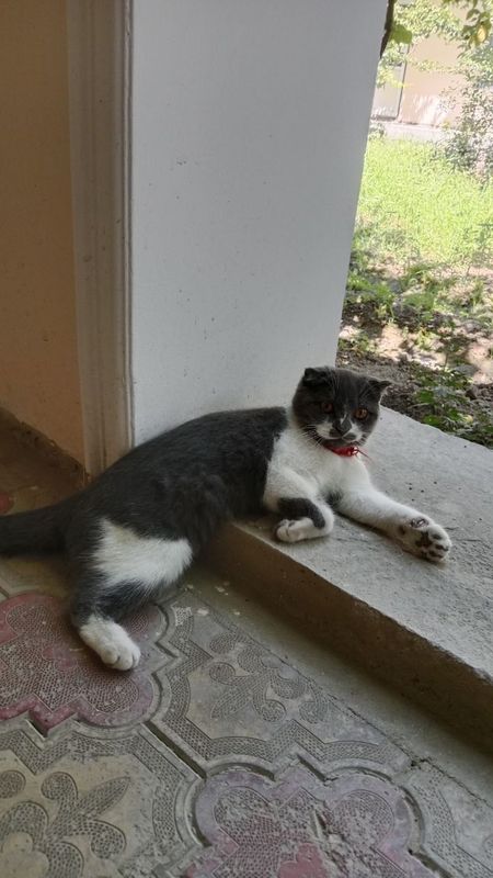 Мушук скоттиш фолд кз бола