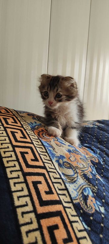Веслоухий котёнок, трёхцветный Веслоухий котёнок, трёхцветный