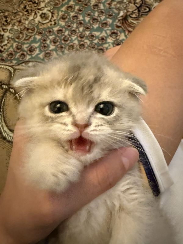 Scottish Fold (Shotlandiyalik bukilgan quloqli mushuk) Scottish Fold (Shotlandiyalik bukilgan quloqli mushuk)