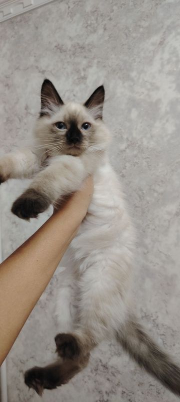 Котята породистые Котята породистые