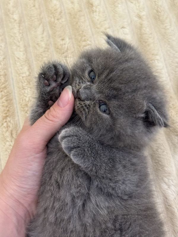 Котята продаются