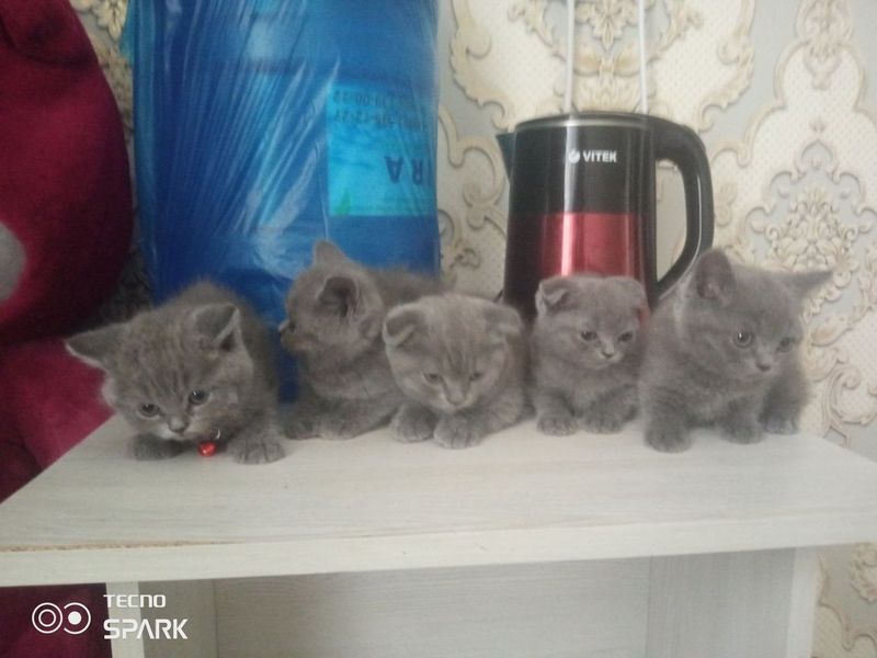 Скотч фолд веслоуха и скотч фолд страйк продаются чистая парода кошек Скотч фолд веслоуха и скотч фолд страйк продаются чистая парода кошек